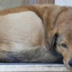 A peaceful brown dog relaxes on outdoor steps, embodying relaxation and serenity.