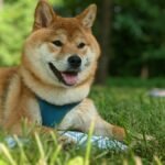A cheerful Shiba Inu dog lying on grass with a blue harness, enjoying a sunny day outdoors.