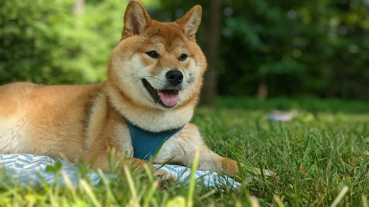 A cheerful Shiba Inu dog lying on grass with a blue harness, enjoying a sunny day outdoors.