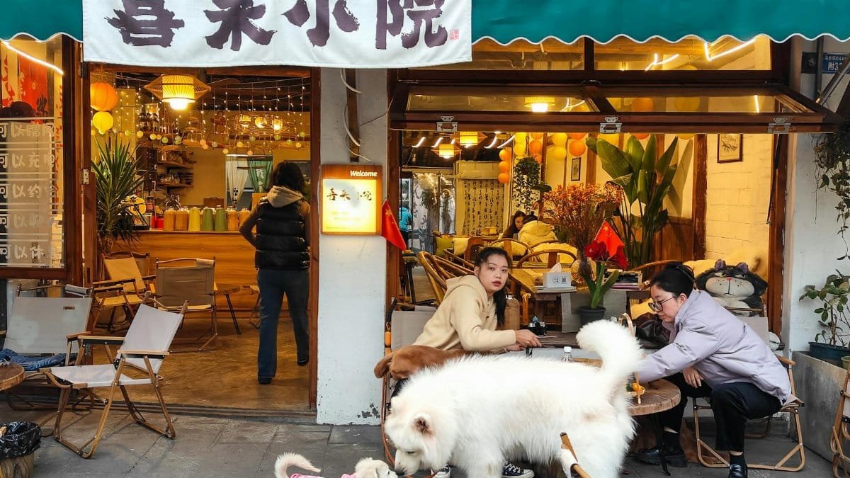 Cozy tea house in Chengdu, Sichuan with playful dogs and locals enjoying the ambiance.