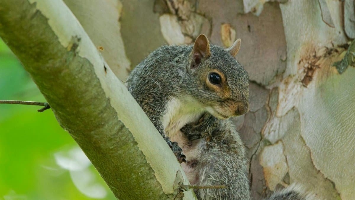 A detailed view of an Eastern Gray Squirrel perched on a tree branch in a natural setting.