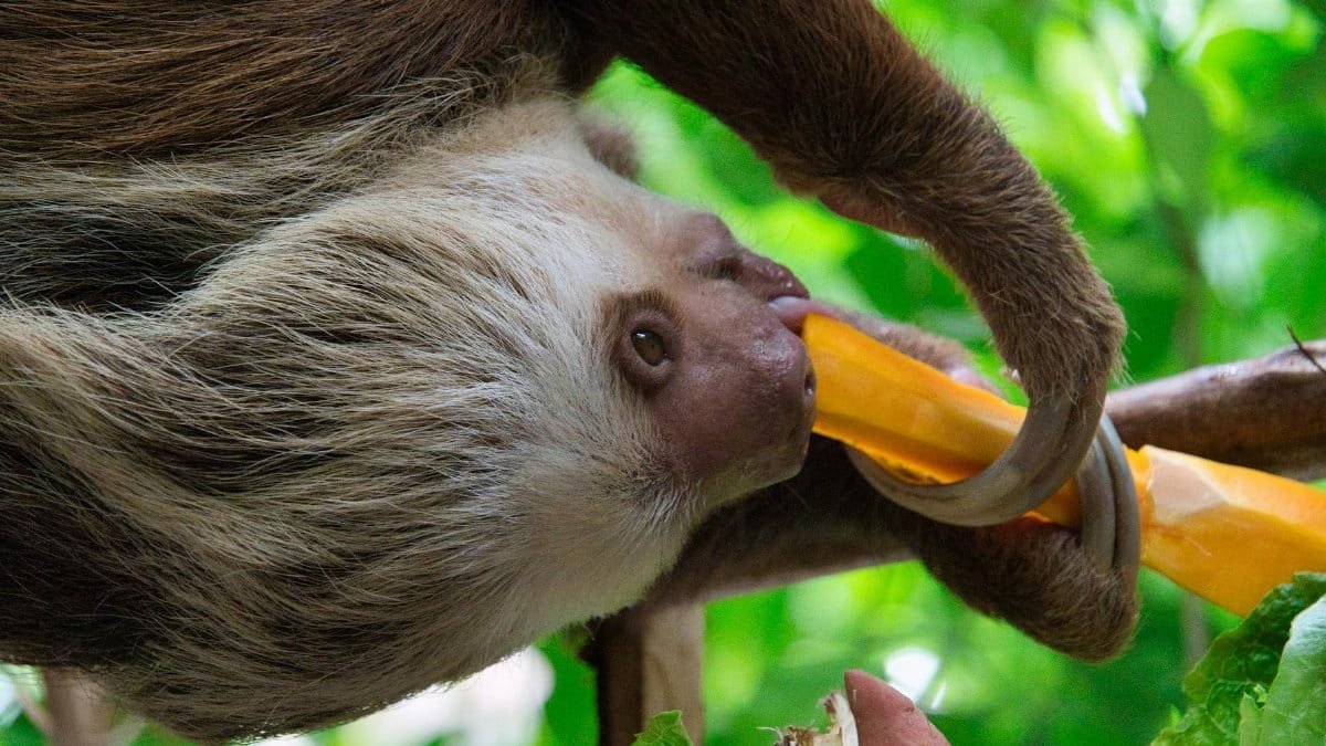 A two-toed sloth enjoys a tropical snack in a vibrant jungle setting, showcasing its unique behavior.