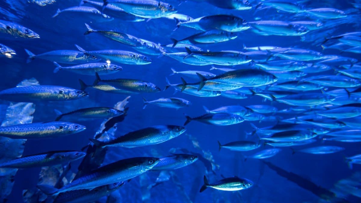 Vibrant underwater scene of a fish school in Valencia aquarium, Spain.