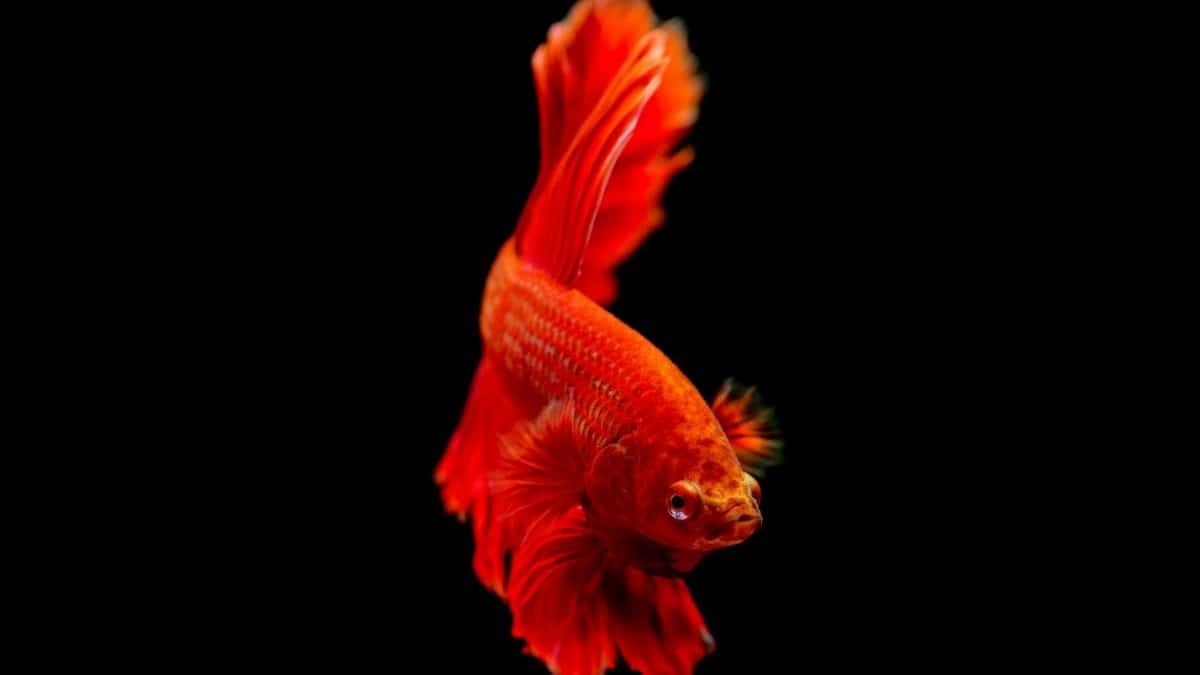 Close-up of a vivid red Betta fish swimming gracefully on a black background.