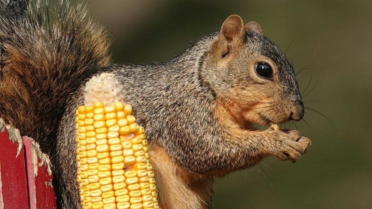 A squirrel feasting on corn in a backyard setting in Caldwell, Texas.