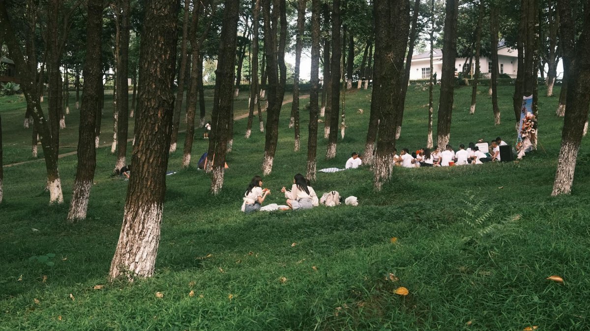 A serene outdoor gathering in a forest park with people enjoying a picnic amidst tall trees.