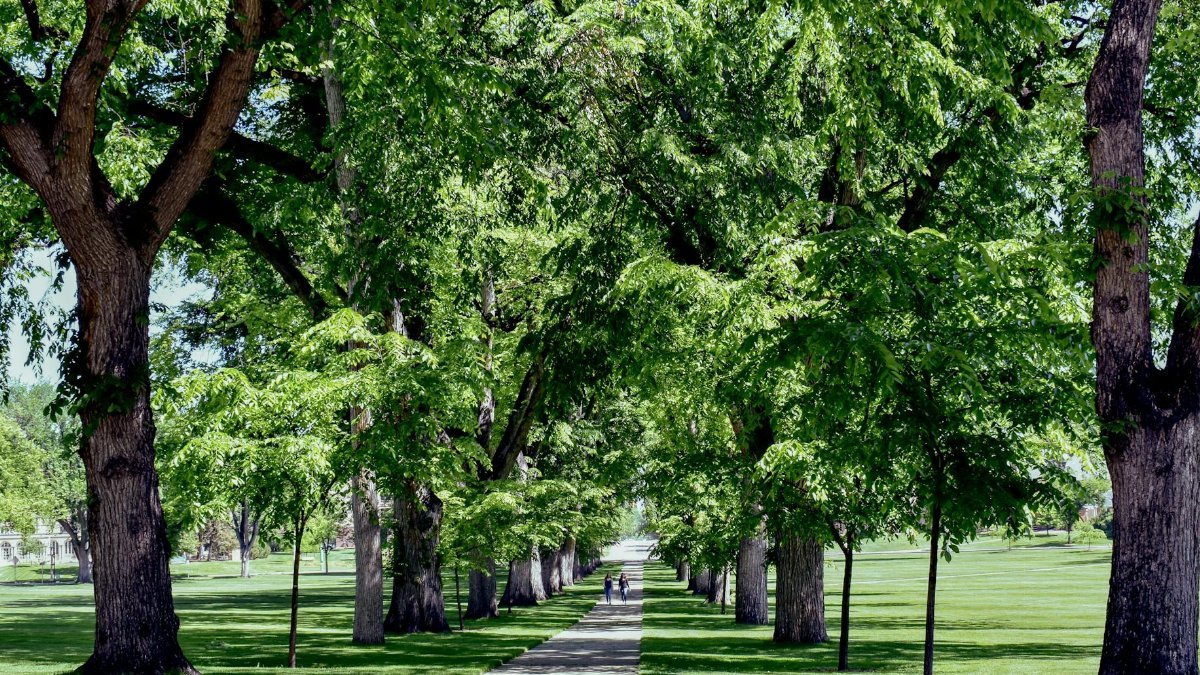 A serene summer walkway lined with oak trees at Colorado State University's Oval in Fort Collins.