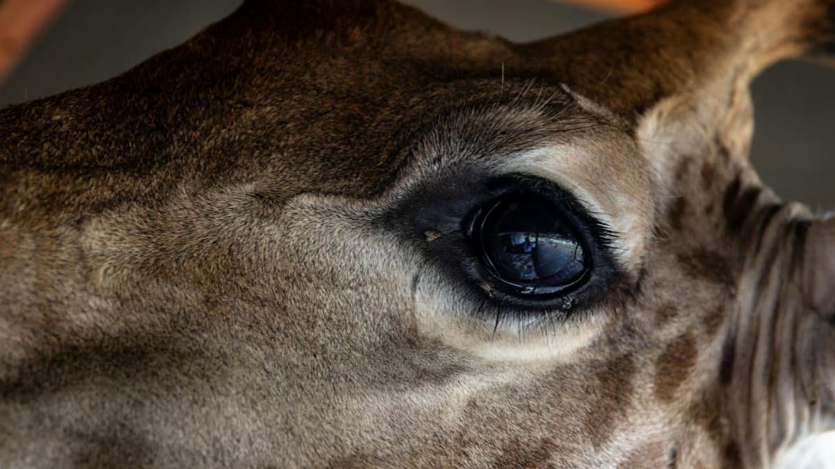 A stunning close-up of a giraffe's eye showcasing detailed texture and reflection.