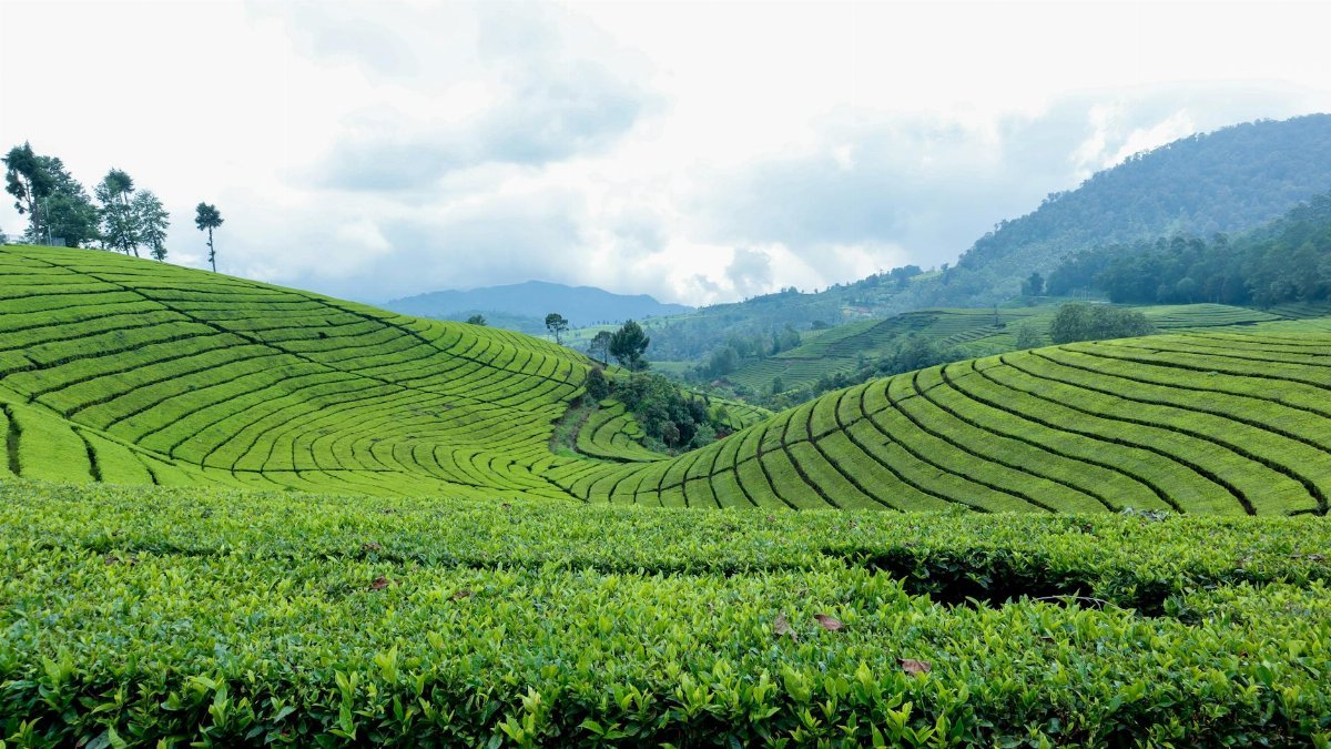 Discover the vibrant green landscape of tea plantations in Kecamatan Cimaung, Indonesia.