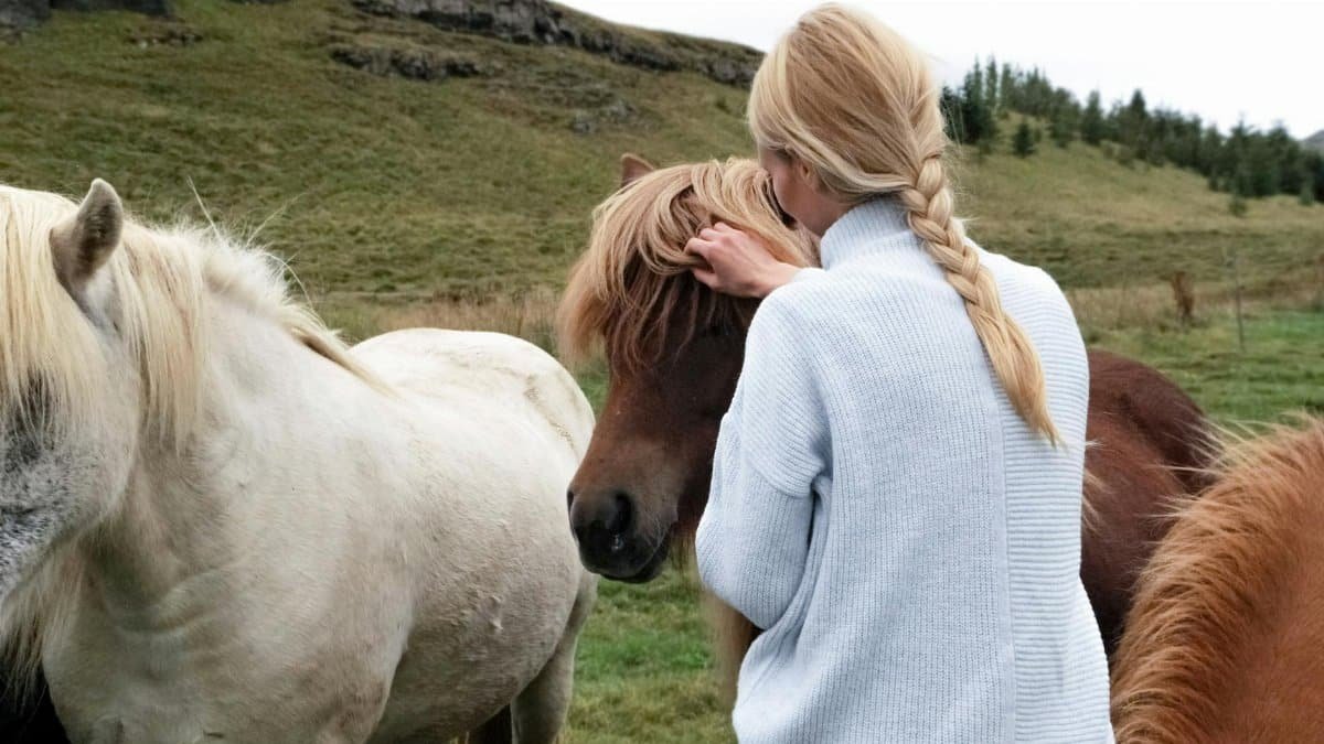 A woman with a braid lovingly caresses horses in a lush rural meadow.