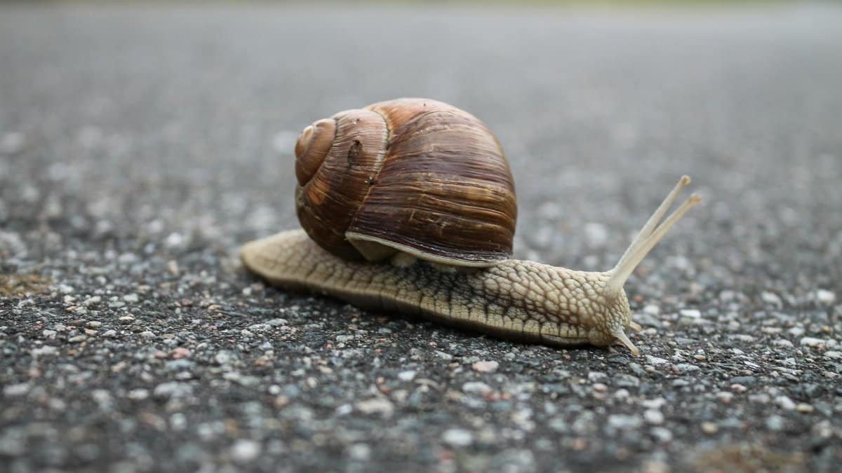 Macro shot of a snail with a spiral shell moving slowly across an asphalt road.