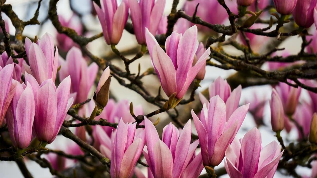 Close-up of vibrant pink magnolia flowers in full bloom on tree branches.