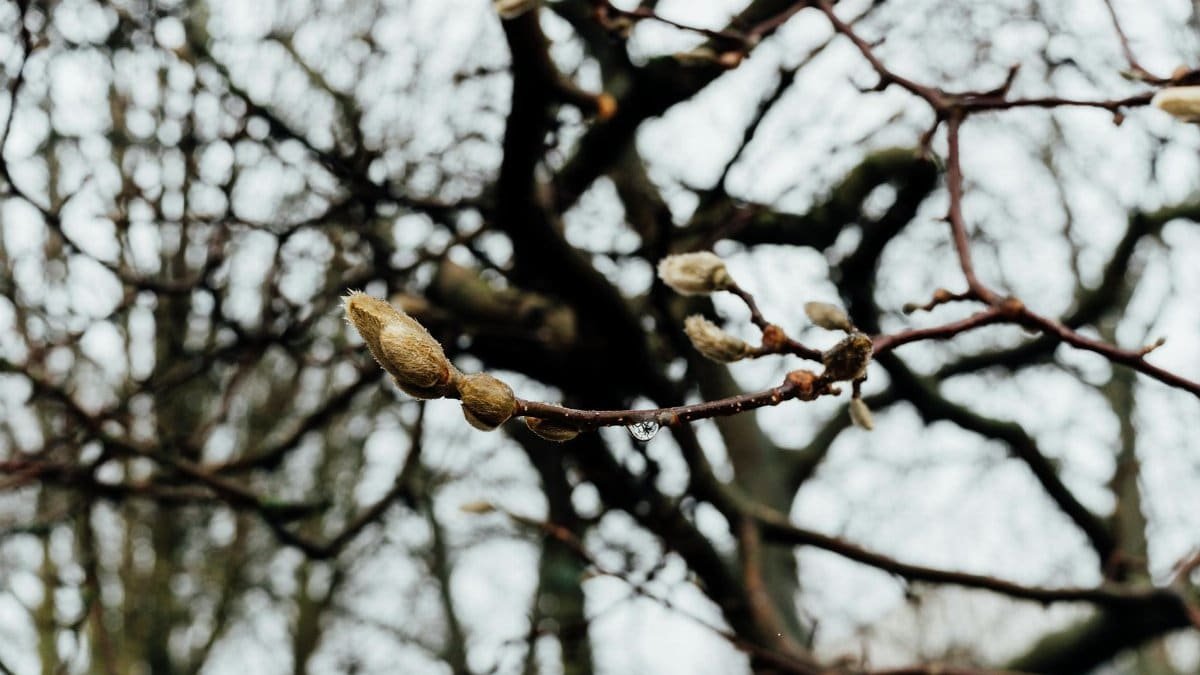 Close-up of budding magnolia branches with dew drops in a Düsseldorf forest.