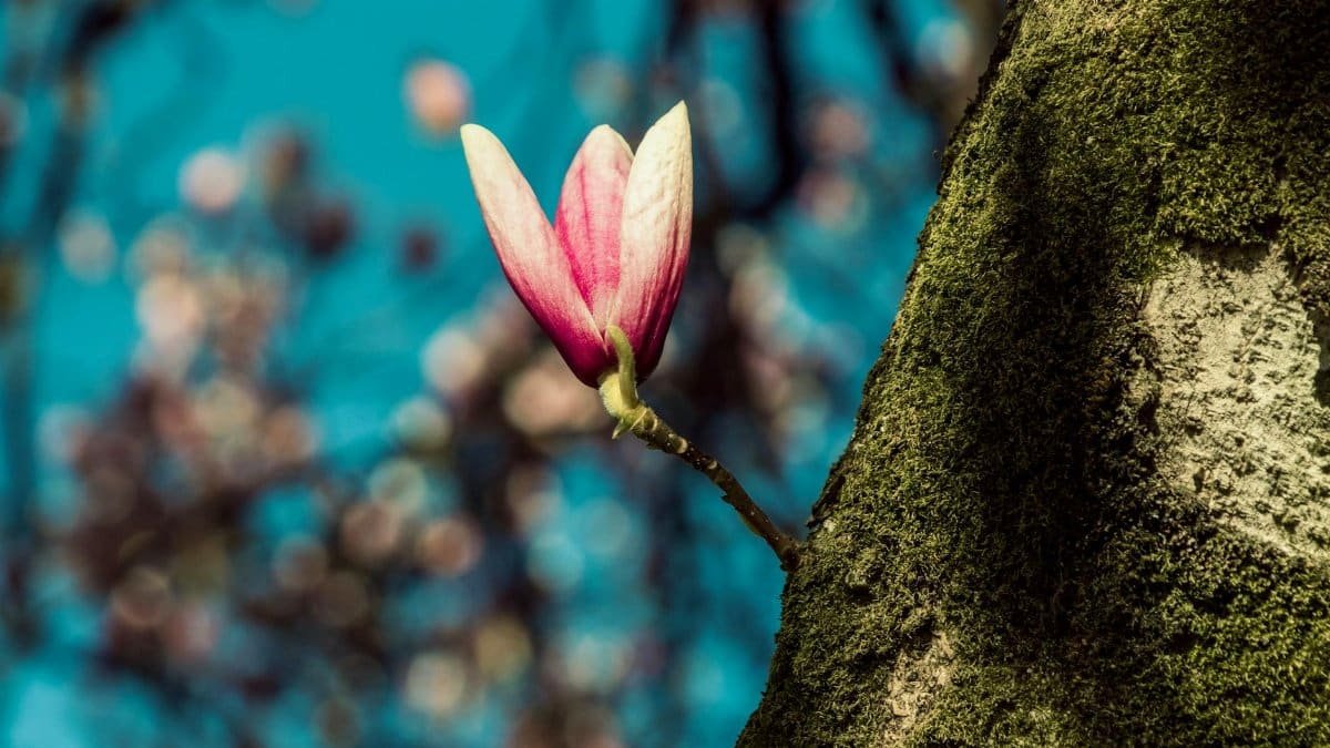 Close-up of a vibrant pink magnolia bloom on a moss-covered tree trunk against a blurred background.