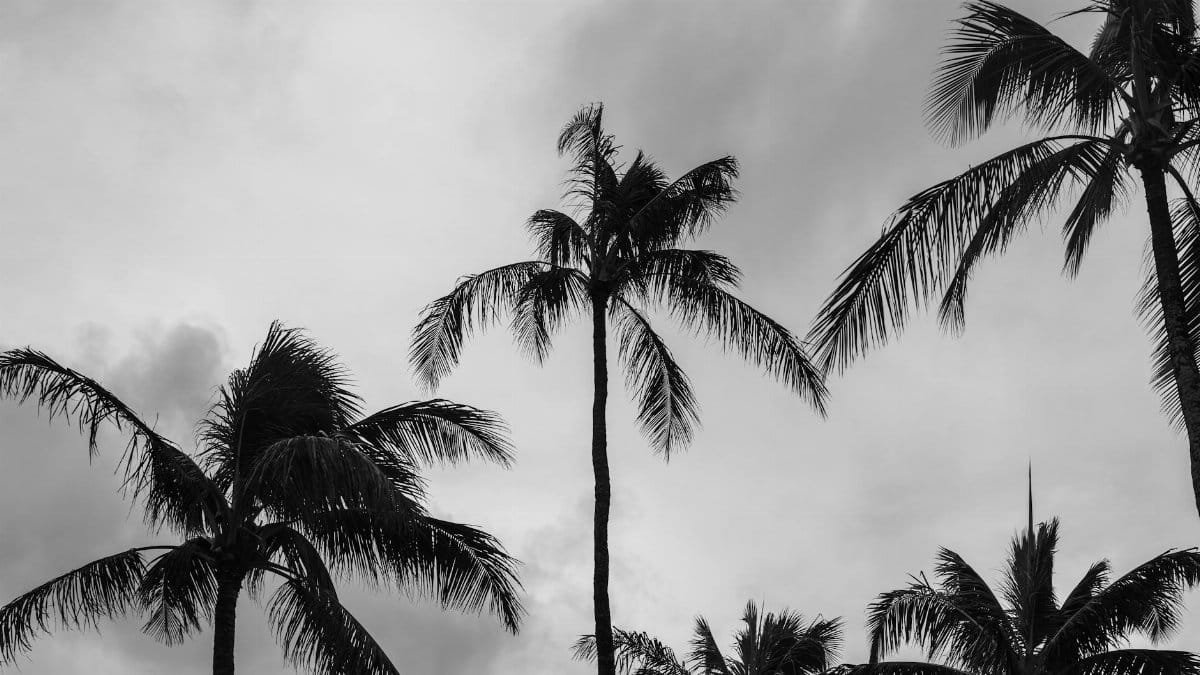 Monochrome image of palm trees against a cloudy sky in Honolulu, Hawaii.