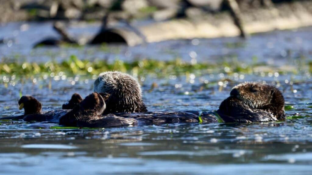 A group of sea otters floating peacefully in the waters of California's coastline.