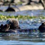 A group of sea otters floating peacefully in the waters of California's coastline.