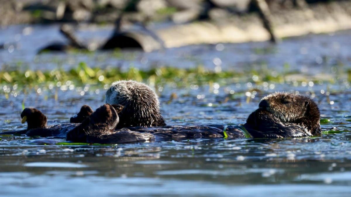 A group of sea otters floating peacefully in the waters of California's coastline.