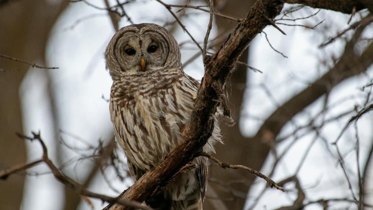 Free stock photo of barred owl, bird, owl