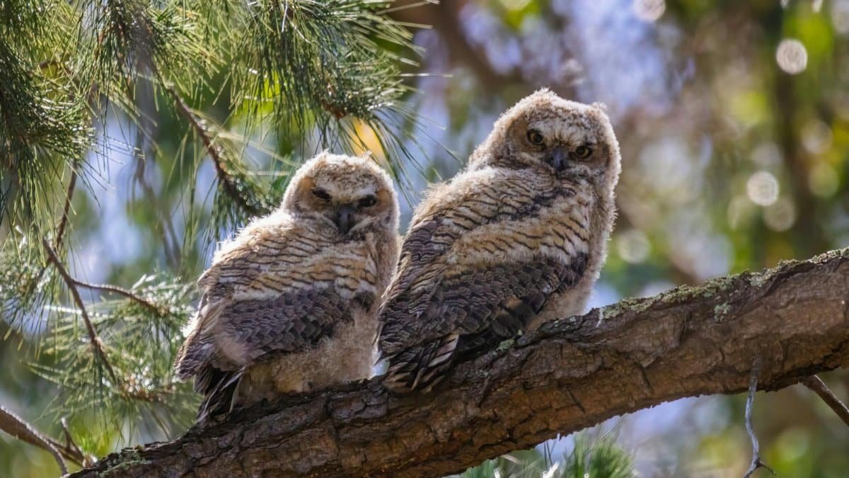 Two owls perched on a tree branch in a natural setting, showcasing their features.