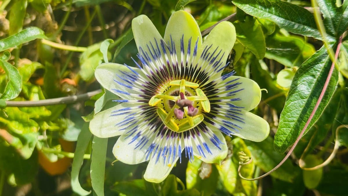 A stunning passionflower in full bloom with intricate patterns and vibrant colors in a lush garden setting.