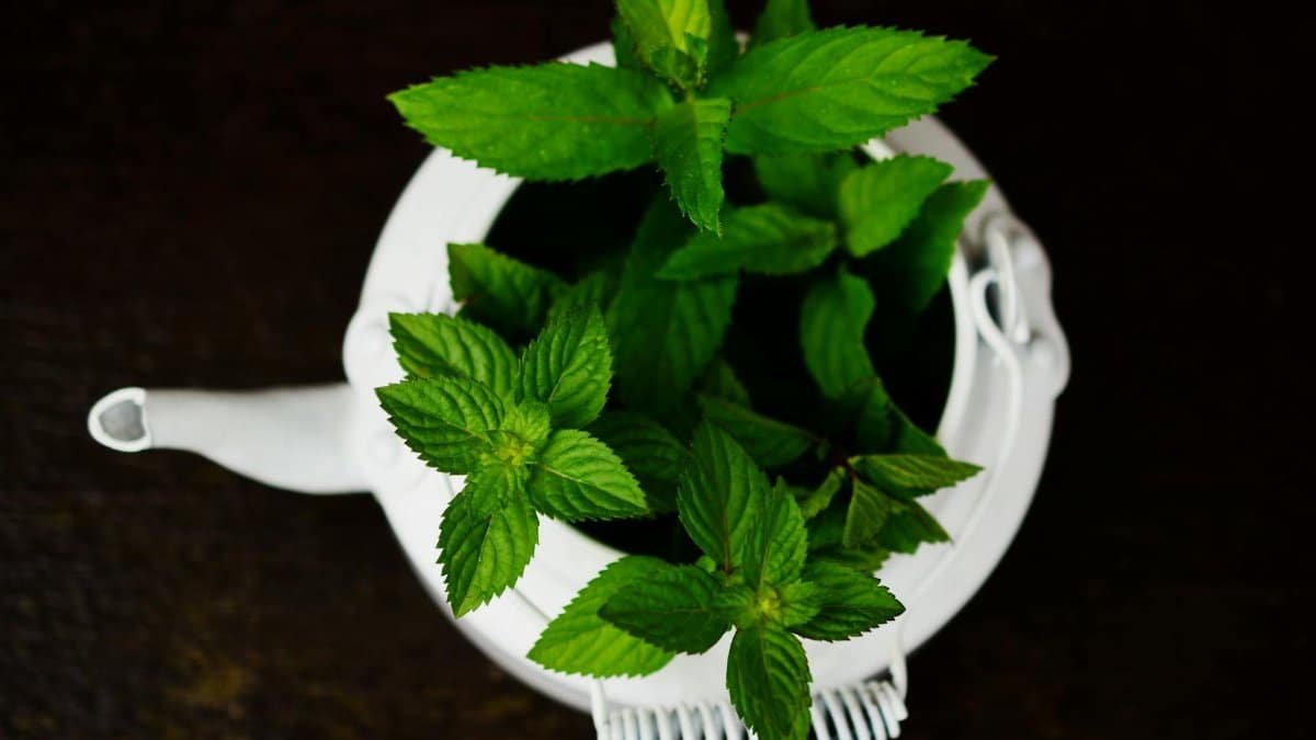 A vibrant display of fresh peppermint leaves emerging from a white teapot in a close-up shot.