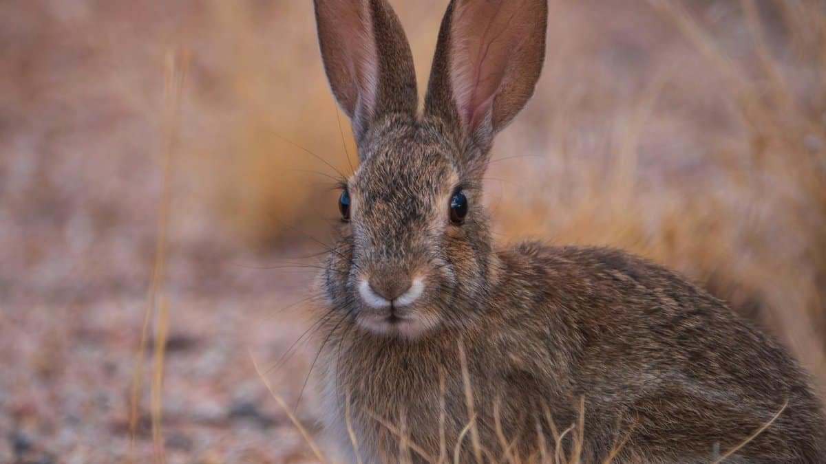 Detailed photo of a rabbit in the wild among grass, showcasing wildlife beauty.