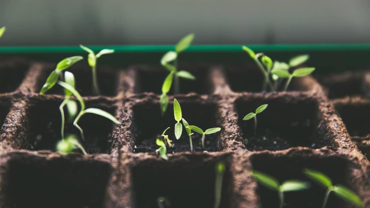 Close-up of green sprouts emerging from soil in seed trays, symbolizing growth and vitality.