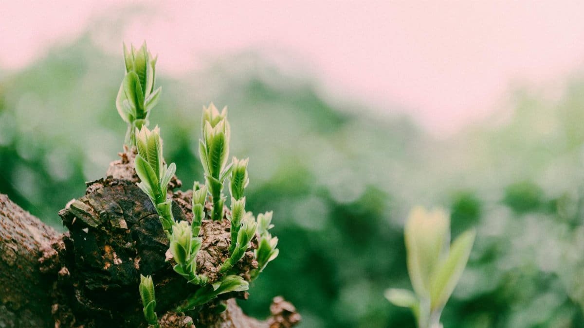 Vibrant green buds on a tree branch symbolizing growth and renewal in spring outdoors.