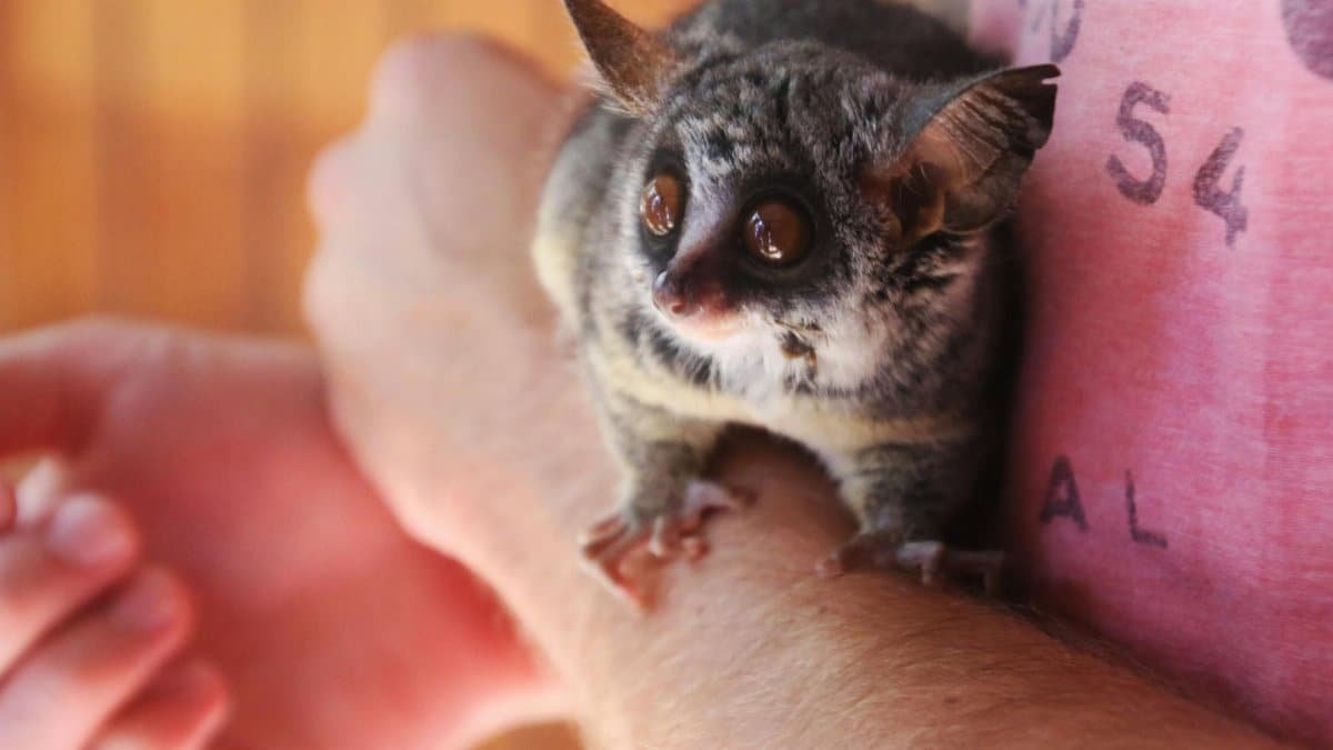 Adorable galago resting on a person's arm, showcasing its big eyes and soft fur.