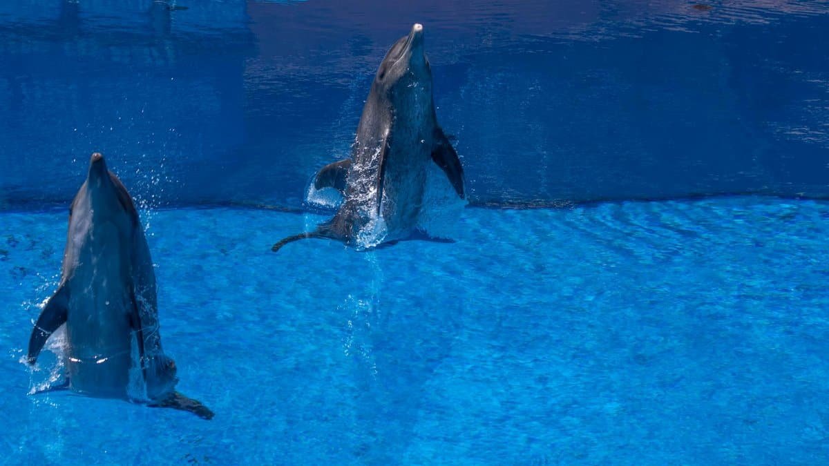Two dolphins leaping in a pool showcasing aquatic agility and playful behavior.