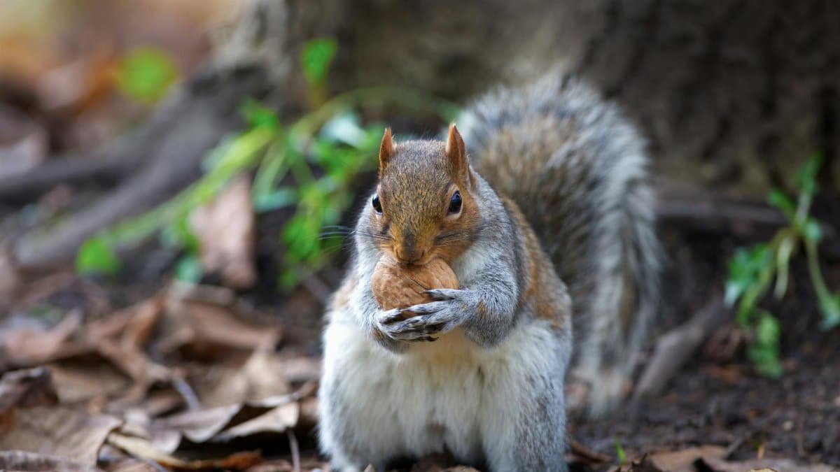 Free stock photo of squirrel