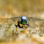 A detailed close-up of a dragonfly resting on a wooden surface, showcasing vibrant colors.