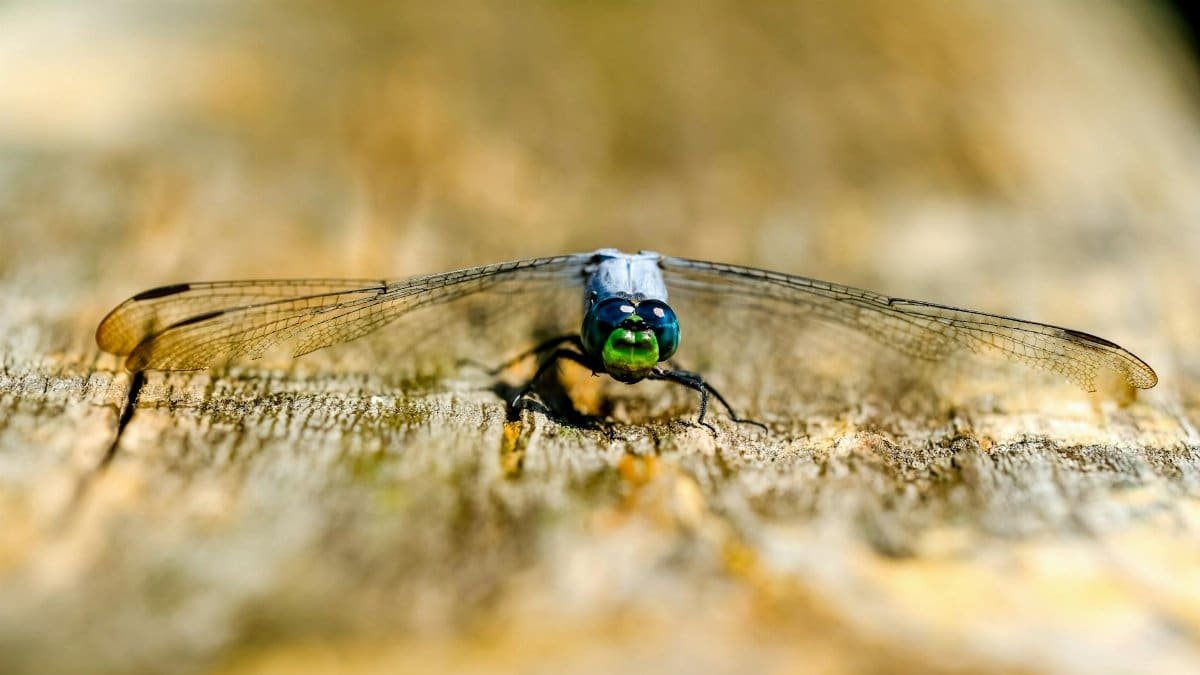A detailed close-up of a dragonfly resting on a wooden surface, showcasing vibrant colors.