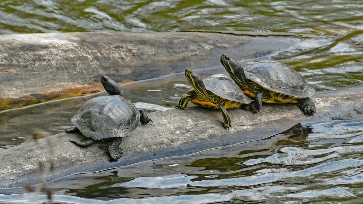 Three turtles relaxing on a log in a serene pond, showcasing natural reptile behavior.