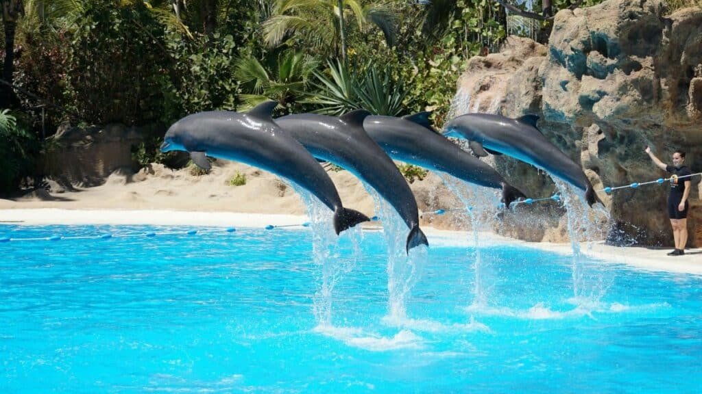 Four dolphins leaping in sync during a sunny day aquarium show.