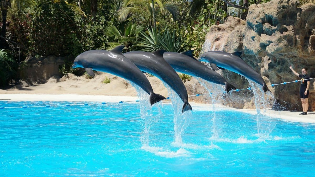 Four dolphins leaping in sync during a sunny day aquarium show.