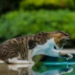 A playful cat explores its reflection by the pool, highlighting curiosity and nature's beauty.