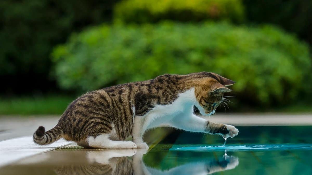 A playful cat explores its reflection by the pool, highlighting curiosity and nature's beauty.