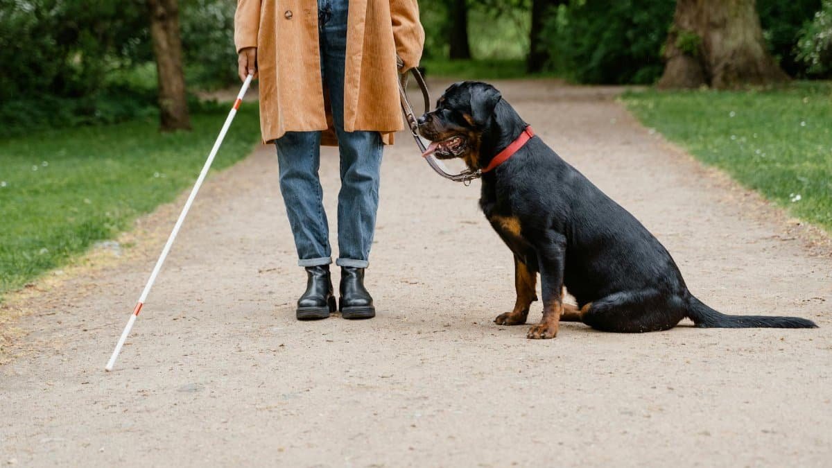A blind woman walks with her guide dog along a park pathway, using a white cane for guidance.