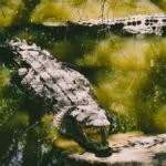 A crocodile sunbathing on rocks in a lush swamp environment, surrounded by water and green foliage.