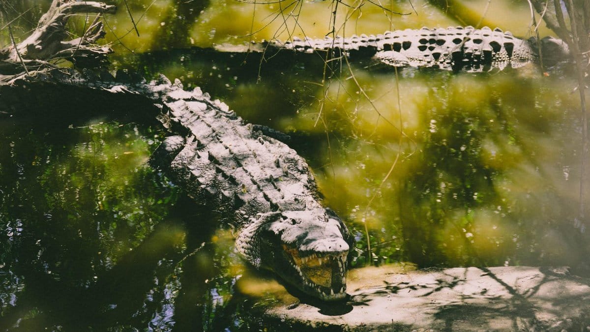 A crocodile sunbathing on rocks in a lush swamp environment, surrounded by water and green foliage.