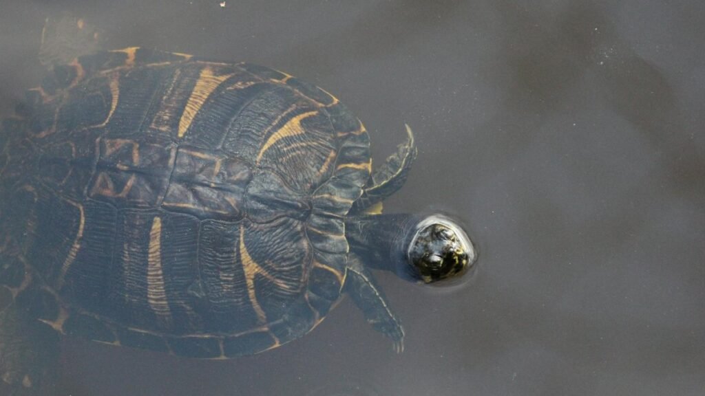 A detailed view of a turtle swimming in a South Carolina pond, showcasing its intricate shell patterns.