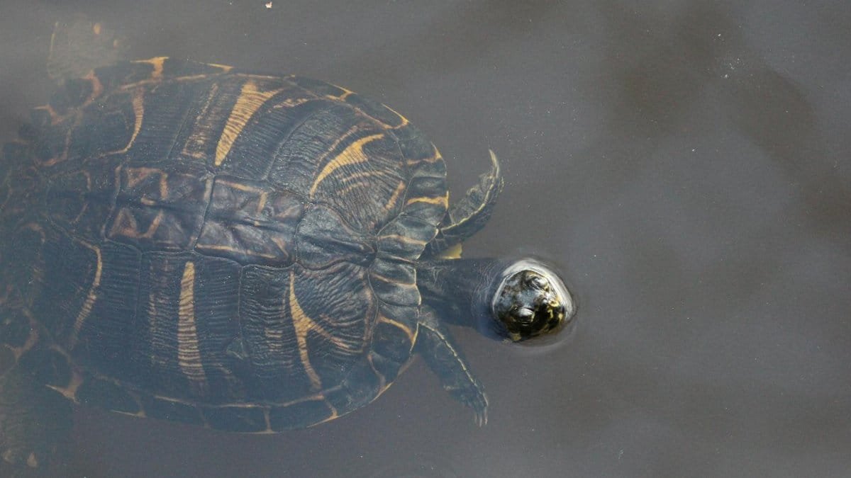 A detailed view of a turtle swimming in a South Carolina pond, showcasing its intricate shell patterns.
