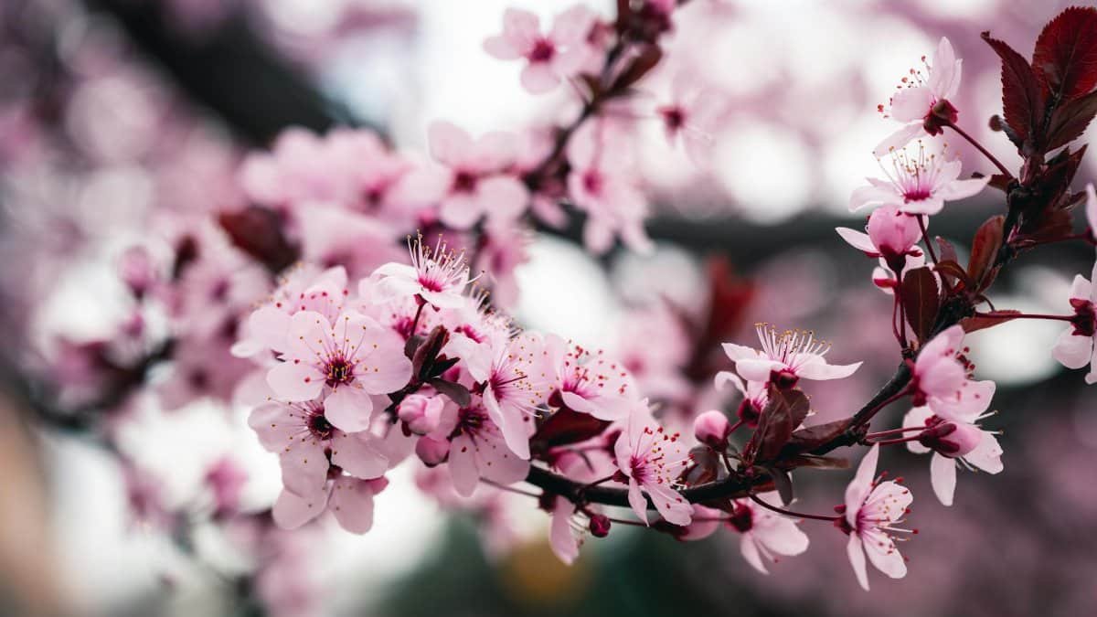 Close-up of vibrant cherry blossoms in full bloom captured during spring in Boise, Idaho.