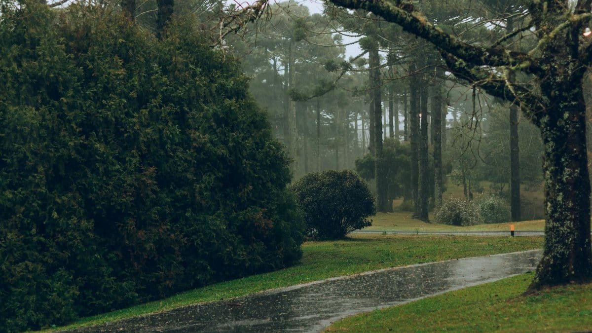 A tranquil forest path drenched in rain, showcasing lush greenery and serene beauty.