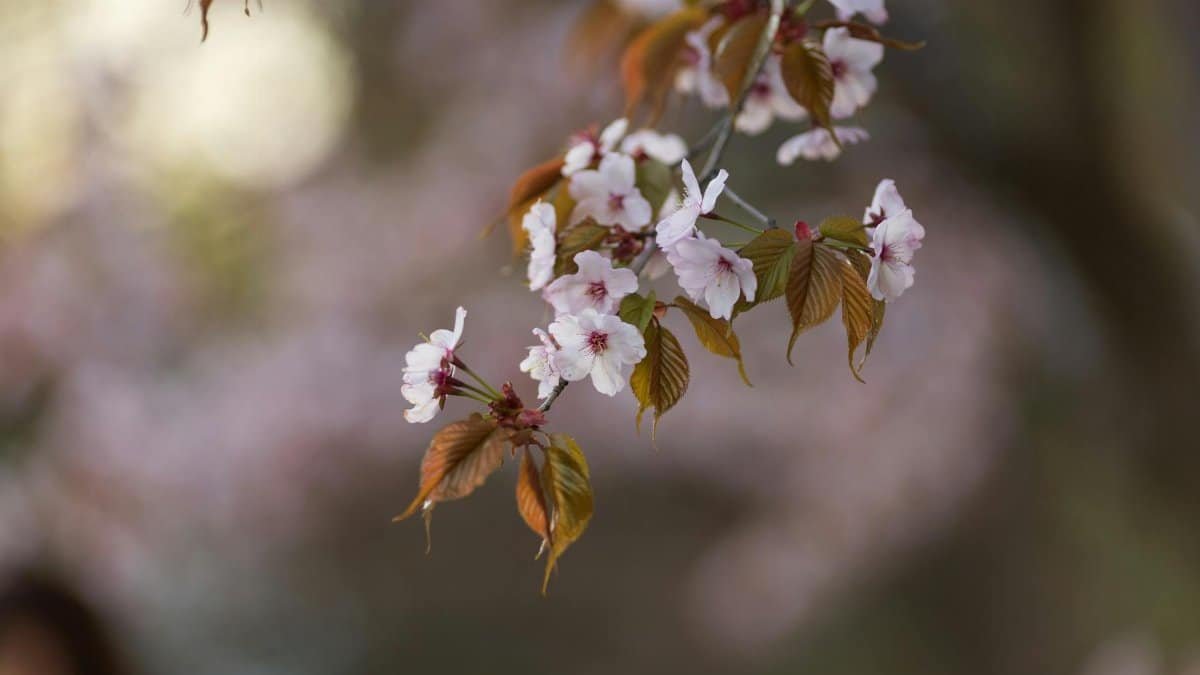 Close-up of cherry blossoms on a branch with a blurred background in spring.