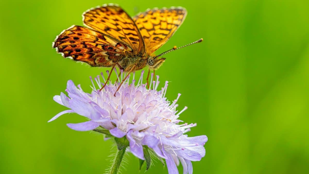 Titania's Fritillary butterfly perched on a purple flower with vibrant green background.