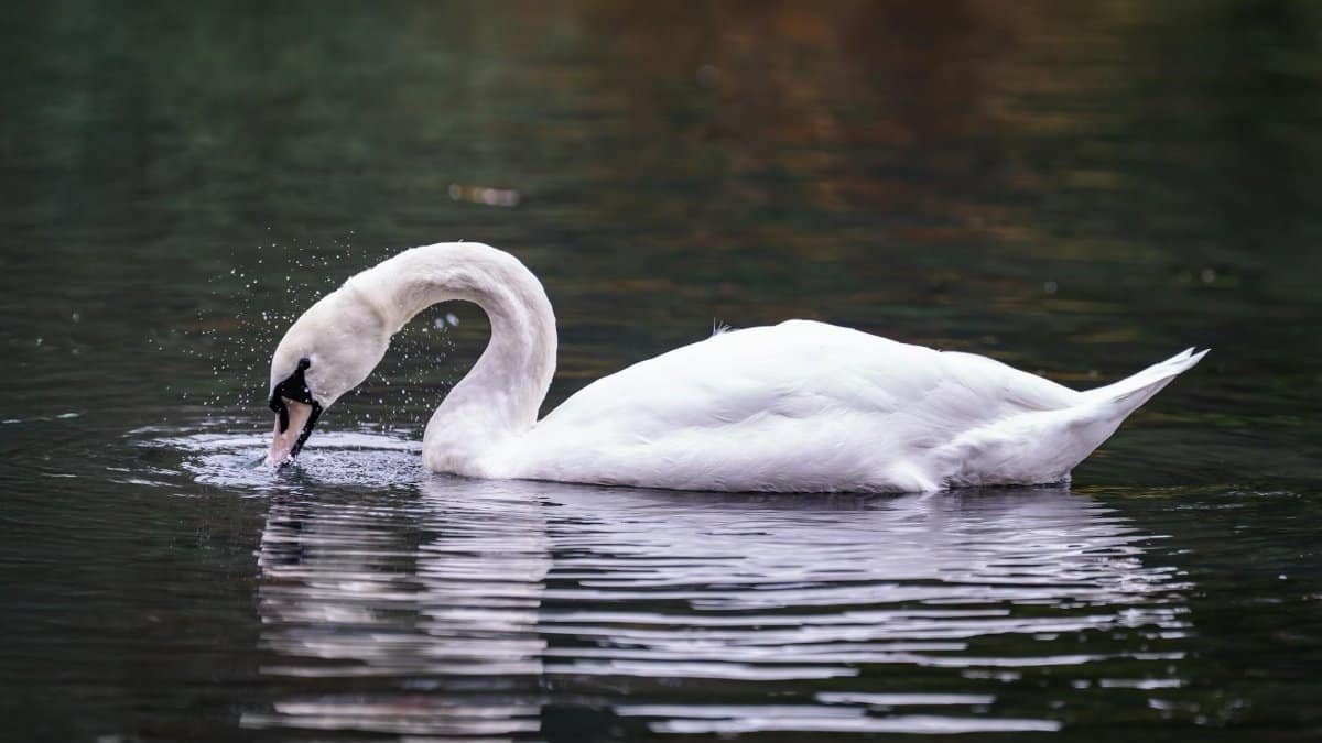 A serene swan sipping from a tranquil lake in Sheffield Park, England during autumn.