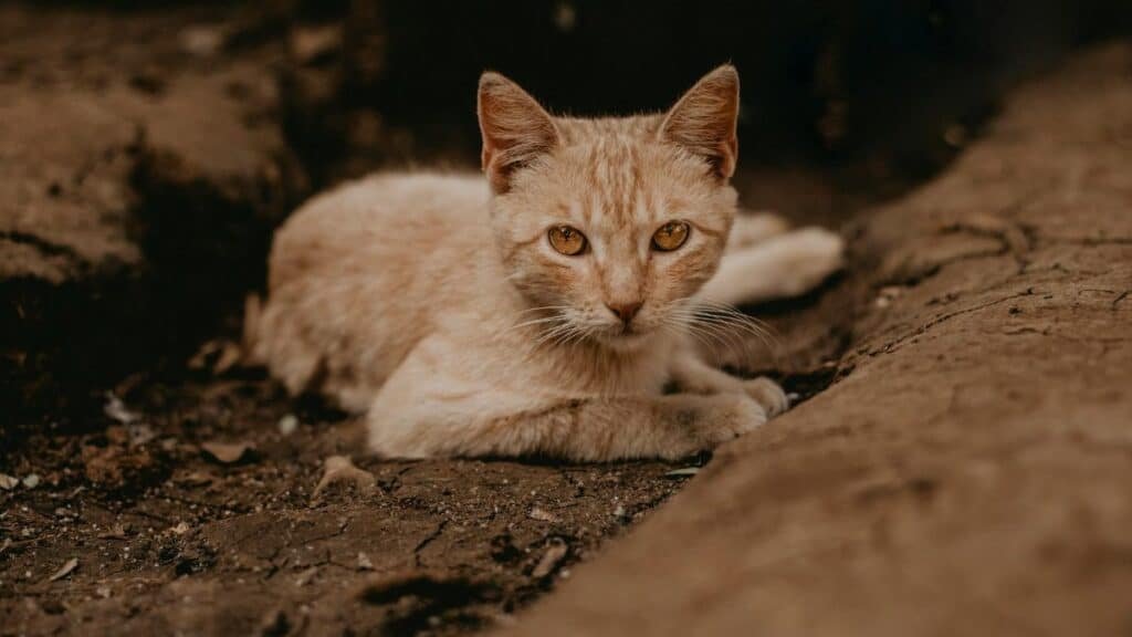 Free stock photo of capture, cat, earth